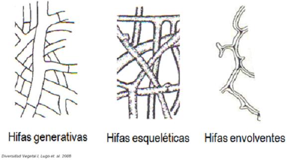 tipos de hifas